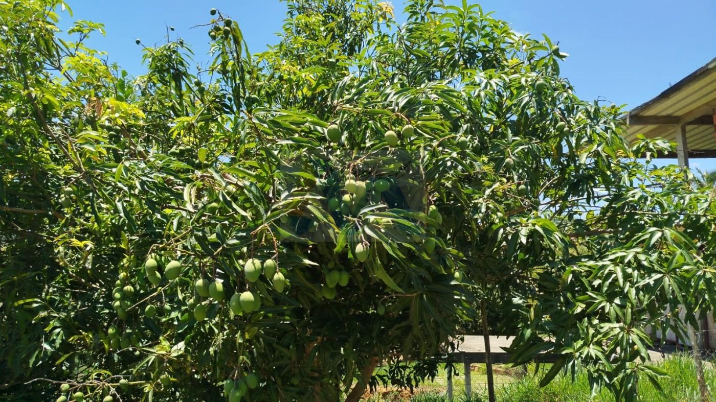 Chácara, 1308 m² - Foto 40